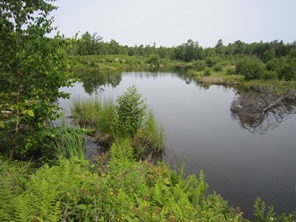 Pond at the Basin Preserve
