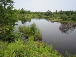 © The Nature Conservancy Pond at the Basin Preserve