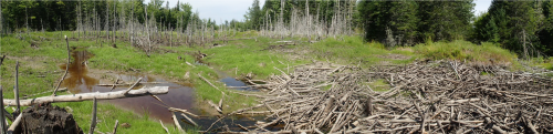 Beaver infuenced wetland complex at Frenchman Bay Forest