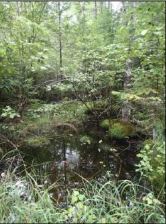 vernal pool