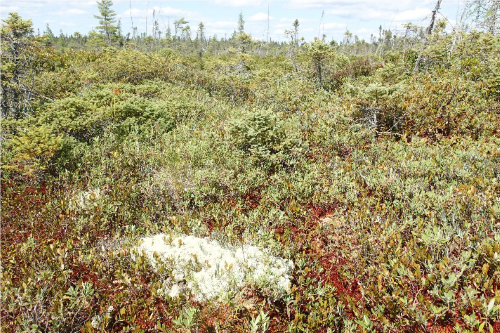 Photo of domed Bog Ecosystem at Caribou Bog