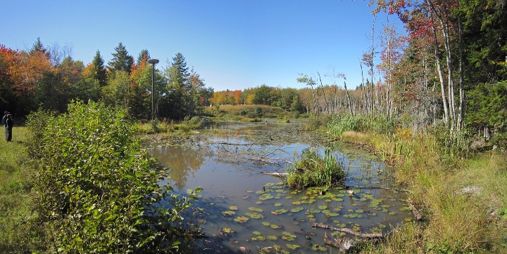 Clark Island restoration