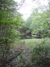 ©The Nature Conservancy Clifford Park vernal pool