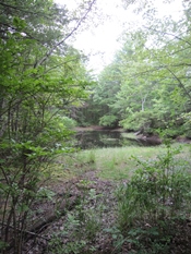 Clifford Park vernal pool