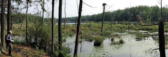 Wetlands along the shore of Cox's Pond