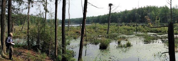 Wetlands along the shore of Cox's Pond, photo by Great Works Regional Land Trust Wetlands along the shore of Cox's Pond