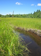 Robie Meadow