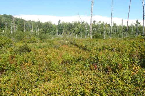 Photo of Unpatterned Fen Ecosystem along Northwest River