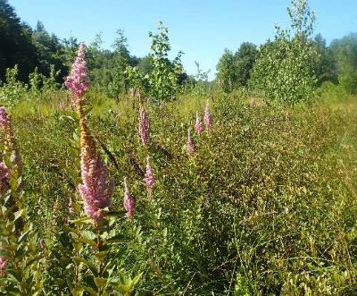 Photo of emergent wetlands on the Deering Watershed Wetlands property