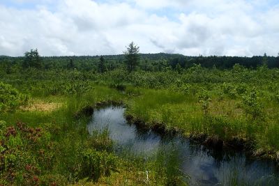 Open fen wetlands at the Porter Heath site