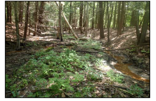 Photo of forested wetlands on the Kennebunk Plains - Fenderson Connector property