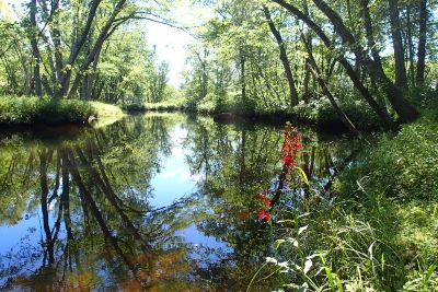 Forested wetlands at the Charles Pond property, photo by the Maine Natural Areas Program Photo of forested wetlands at the Charles Pond property