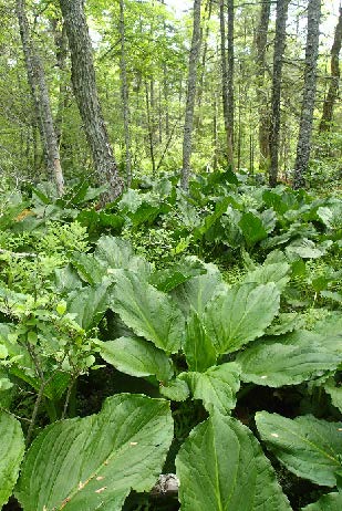 Forested wetlands on the Half Moon Pond property, photo by the Maine Natural Areas Program Forested wetlands on the Half Moon Pond property