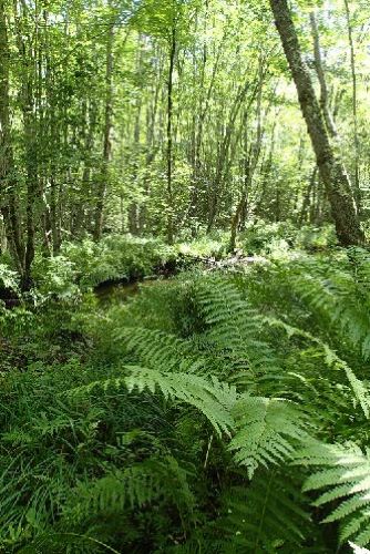 Photo of forested wetlands along Hoopers Brook