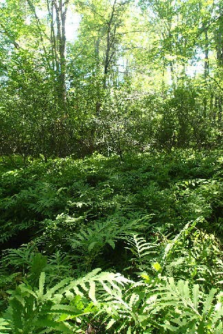 Forested wetlands at the Fuller Farm Expansion property, photo by Maine Natural Areas Program