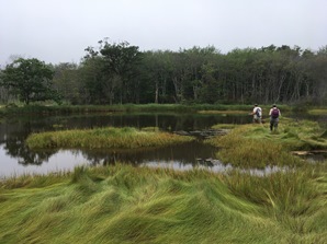 © The Nature Conservancy Furbish marsh