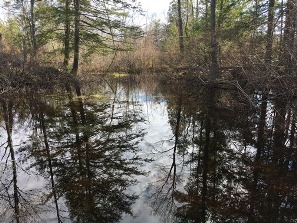 Garey Mill Road wetland