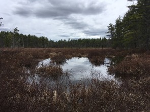 Hansen Pond wetlands