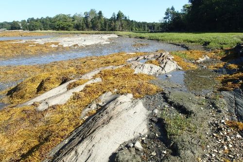 Photo of intertidal wetlands at Strawberry Creek project site