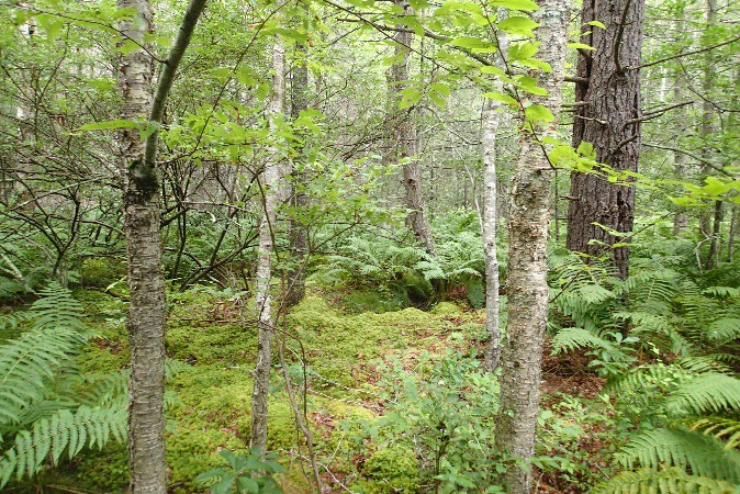 Forested wetlands at the Johnson Brook Sisk site, photo by Maine Natural Areas Program