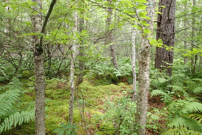 Forested wetlands at the Johnson Brook Sisk site, photo by Maine Natural Areas Program Forested wetlands at the Johnson Brook Sisk site, photo by Maine Natural Areas Program