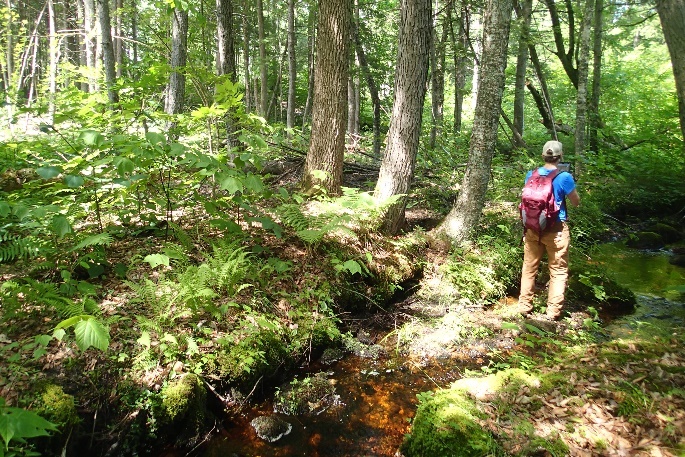 Unusual lakeside silver maple floodplain forest, Photo by Maine Natural Areas Program