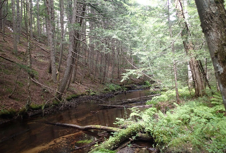 High quality Hemlock Forest along Kezar River, photo by Maine Natural Areas Program