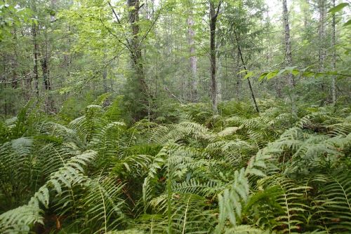 Photo of forested wetlands on the Little Cobossee Lake, Weston project