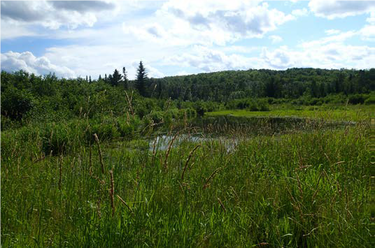 Frenchville Forest wetlands