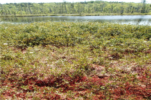 Photo of bog surrounding kettle hole pond at Fogg Island Osada property