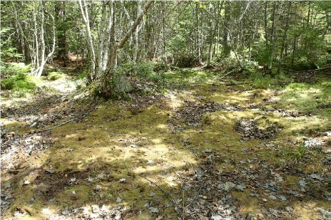 Vernal pool at the Walden-Parke Preserve Addition