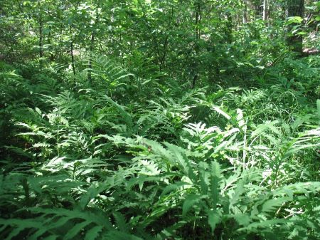 Forested wetlands on the Maquoit Bay Eckert property, photo by Maine Natural Areas Program Photo of forested wetlands on the Maquoit Bay Eckert property
