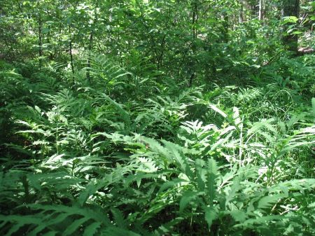 Photo of forested wetlands on the Maquoit Bay Eckert property