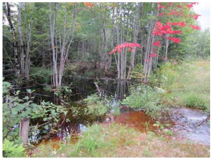 Mattawamkeag restoration area; MNAP photo