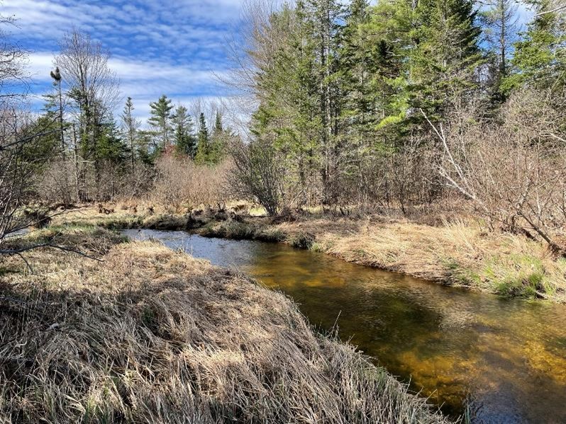 Meadow Brook and associated wetlands, photo by MNRCP