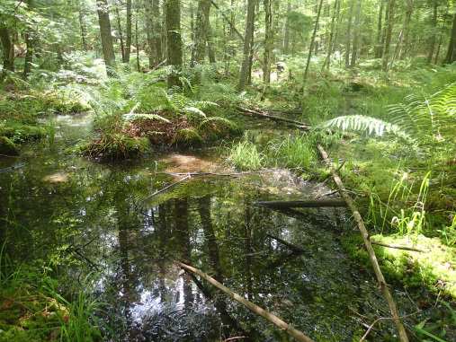 Forested wetlands on the Ogunquit Headwater Wetlands site, photo by Maine Natural Areas Program
