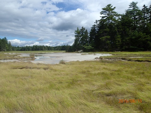 Salt marsh at the Old Pond Marsh project site, photo by Maine Natural Areas Program