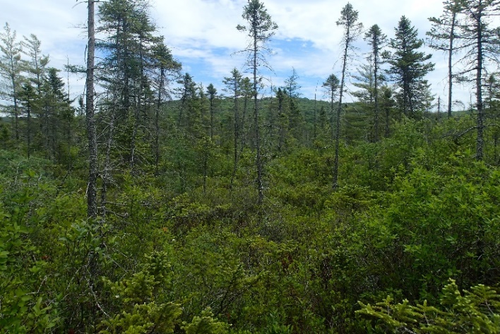Scrub shrub wetlands in the Unpatterned Fen Ecosystem, photo by Maine Natural Areas Program