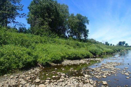 Photo of wetlands along the Aroostook River on the Pollard Flat project