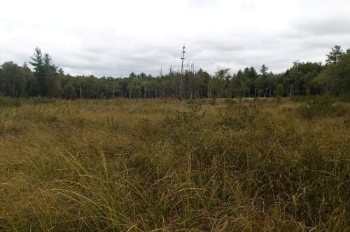 Photo of emergent wetlands on the Pump Box Brook property