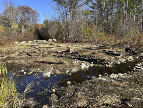 Wetland