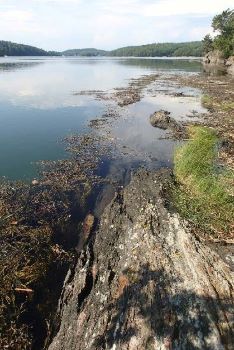 Photo of rockweed beds at high tide, Rouse Island