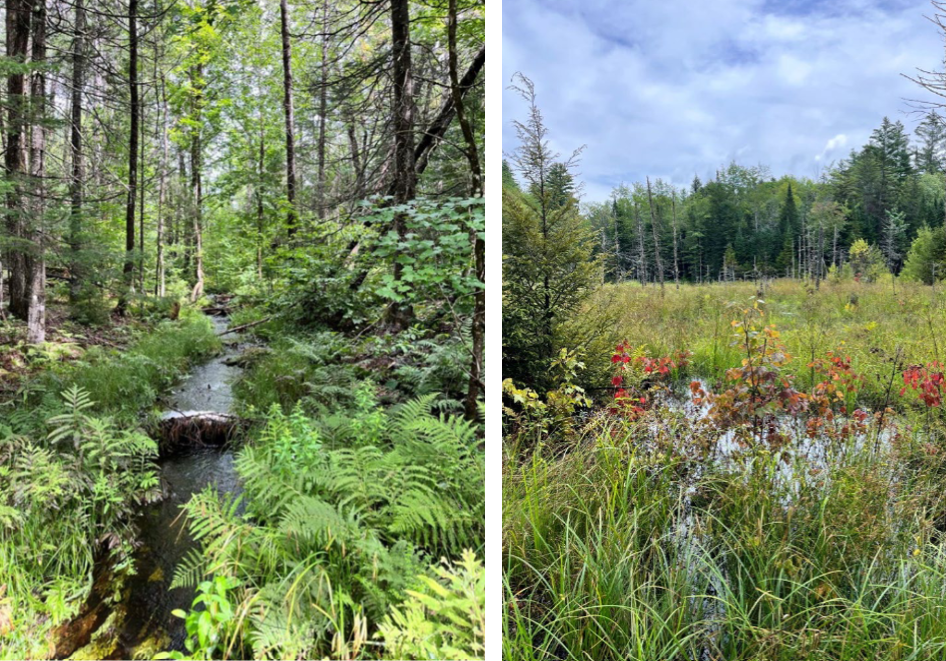 Photo credit:  Somerset Woods Trustees