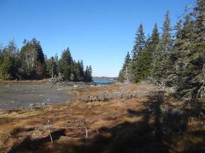 smelt cove photo