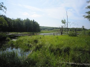 Suckfish Brook Wetlands