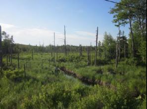 Surry Forest wetlands