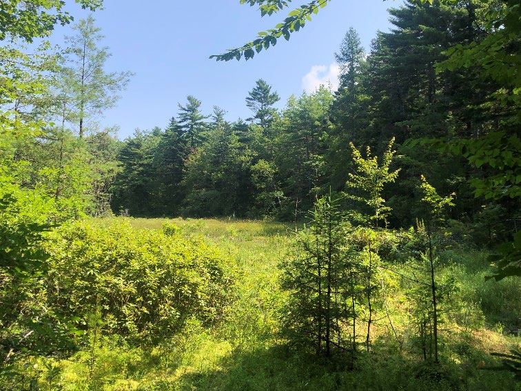 Open wetlands on the Three Ponds One Forest site, photo by Coastal Rivers Conservation Trust