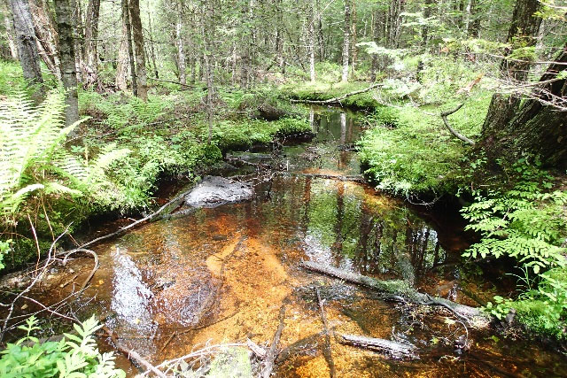Stream running through the property is tributary to the Crooked River, photo by Maine Natural Areas Program