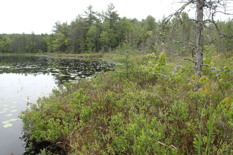Shrubby peatland along the shore of Little Pond, photo by Maine Natural Areas Program