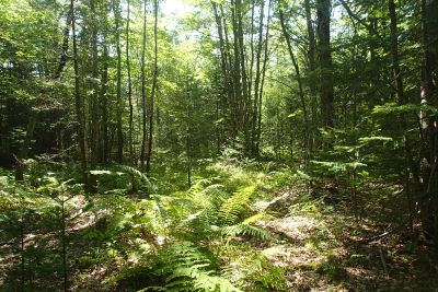 Forested wetlands on the Walden Parke 2 property